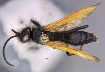 Media type: image;   Entomology 33490 Aspect: habitus dorsal view